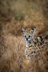 Serval dans les plaines du parc Serengeti en Tanzanie, safari, 