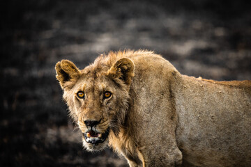 Jeune lion dans le parc du Serengeti en Tanzanie, Afrique, prédateur,  safari, roi de la savane 