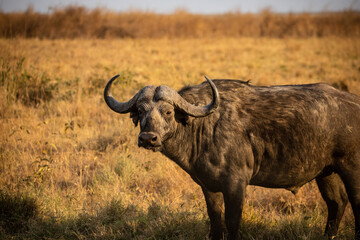 Buffle dans le parc du Serengeti en Tanzanie, golden hour , safari, savane, big five