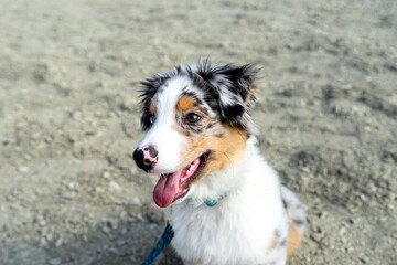 An Australian Shepherd Dog with colored eyes and nose sits on gravel with its mouth open.