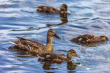 Bird wild duck with ducklings on the water pond in the summer