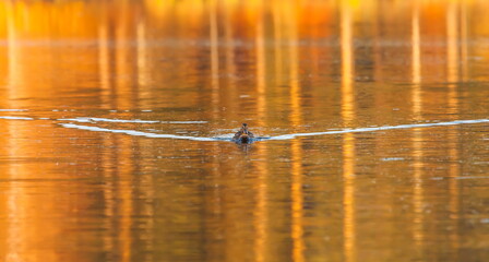 Ducks in the autumn pond