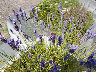 Foto auf Leinwand paarse lavendel met bij © Patricia