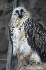 a bearded vulture