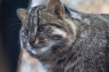 an Amur wildcat