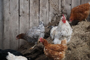 Village birds, big, important, beautiful roosters. It is very interesting to observe and photograph, but they stand still a little, everything is in motion.