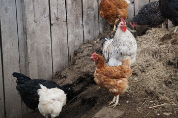 Village birds, big, important, beautiful roosters. It is very interesting to observe and photograph, but they stand still a little, everything is in motion.
