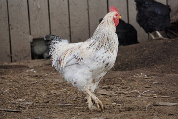 Village birds, big, important, beautiful roosters. It is very interesting to observe and photograph, but they stand still a little, everything is in motion.
