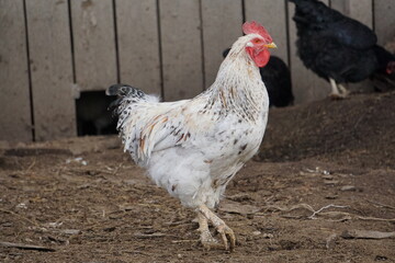 Village birds, big, important, beautiful roosters. It is very interesting to observe and photograph, but they stand still a little, everything is in motion.