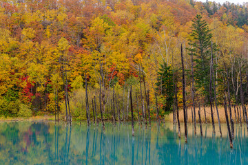 北海道美瑛　青い池の秋　紅葉
