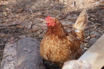 Village birds, big, important, beautiful roosters. It is very interesting to observe and photograph, but they stand still a little, everything is in motion.