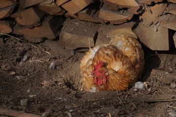 Village birds, big, important, beautiful roosters. It is very interesting to observe and photograph, but they stand still a little, everything is in motion.