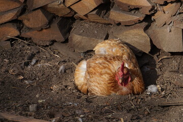 Village birds, big, important, beautiful roosters. It is very interesting to observe and photograph, but they stand still a little, everything is in motion.