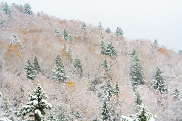 【北海道美瑛町】紅葉と初雪の山　10月