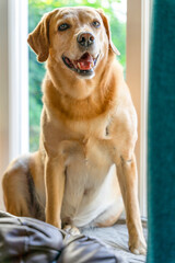 Wesoły pies rasy labrador siedzi na oknie, ujęcie pionowe.