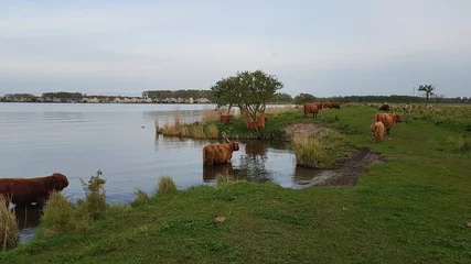 Foto op Plexiglas koe met horens in water © Patricia