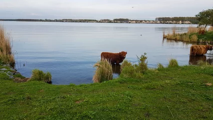 Foto auf Leinwand koe met horens aan het water © Patricia