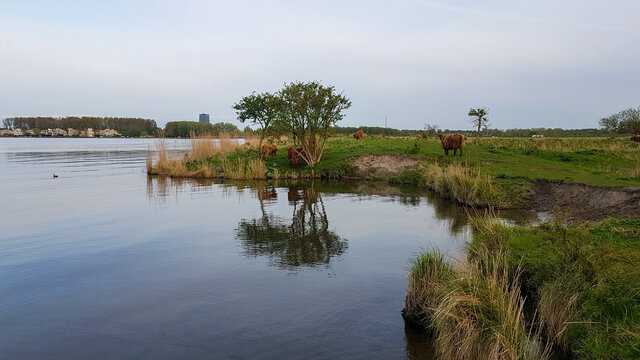 koe met horens aan het water