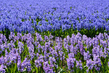 Fototapeta premium Blue and purple flowers. Big field with beautiful blue and purple flowers in spring