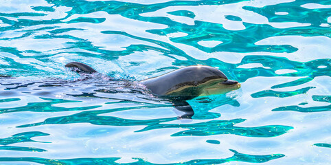Obraz premium Dauphin dans l'eau - Mammifère marin qui nage
