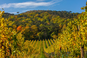 Fototapeta premium colorful autumn vineyards rows .