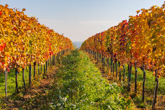 colorful autumn vineyards rows