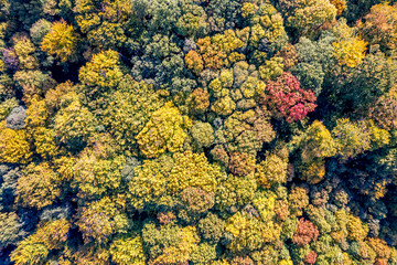kolory jesieni w lesie, korony drzew, Polska złota jesień z lotu ptaka