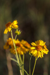 Yellow chrysanthemum coronarium at dark background