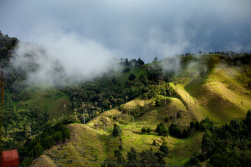 View of the beautiful cloud forest and the Quindio Wax Palms at the Cocora Valley located in...