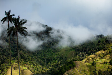 Plakat View of the beautiful cloud forest and the Quindio Wax Palms at the Cocora Valley located in Salento in the Quindio region in Colombia.