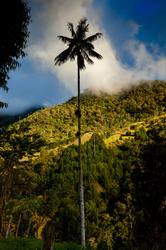 View of the beautiful cloud forest and the Quindio Wax Palms at the Cocora Valley located in Salento in the Quindio region in Colombia.