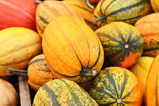 Spaghetti squash 'Stripetti' with green stripes on yellow skin on pile