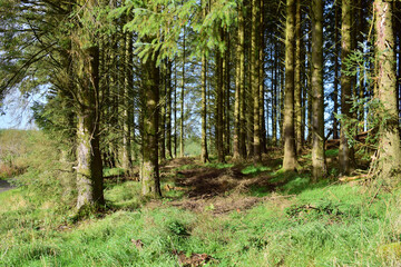 Obraz premium trees in the forest