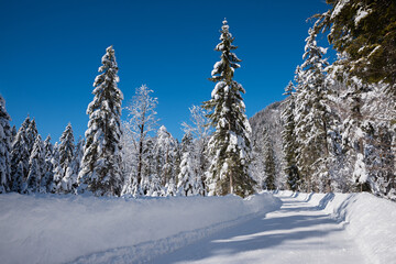 country road through winter forest, blue sky