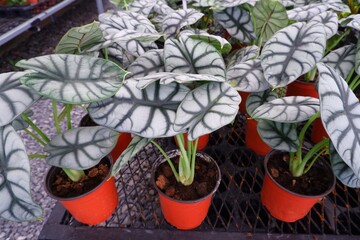 Alocasia Silver Dragon (Alocasia Baginda) has beautiful leaves on pot on natural light    background