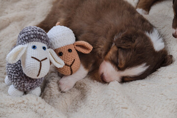 Baby aussie is real shepherd. Brown puppy sleeps with toys. Australian Shepherd puppy red tricolor sleeps sweetly on soft fluffy white sheepskin blanket next to handmade toy sheep amigurumi.