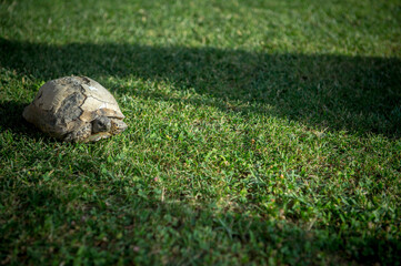 turtle on the grass