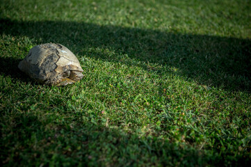 soccer ball on the field