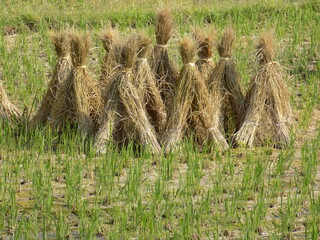 After threshing　dried rice straw
脱穀後　稲藁干し　藁立て