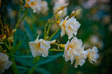 Obraz premium daffodils in the garden