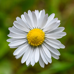 Fototapeta premium detail flower of white common, lawn, or English daisy, bruisewort, or woundwort (Bellis perennis)