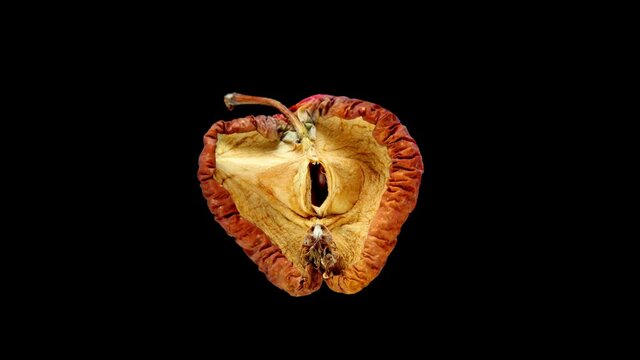The apple half dries out and shrinks, high quality time lapse shot, isolated fruit on black. Red peel and green inside, color turns brown, becoming shriveled and reduced in size