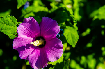 flower in the garden