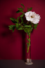 Retro composition. white peony on a bright red background, vintage shade. Low key. side view. Flower postcard, poster. conceptually, in the style of minimalism. stylish interior design