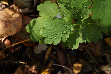 Chelidonium majus, dew on the leaves, autumn