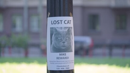 Missing cat poster with information about lost pet, owner searching for friend