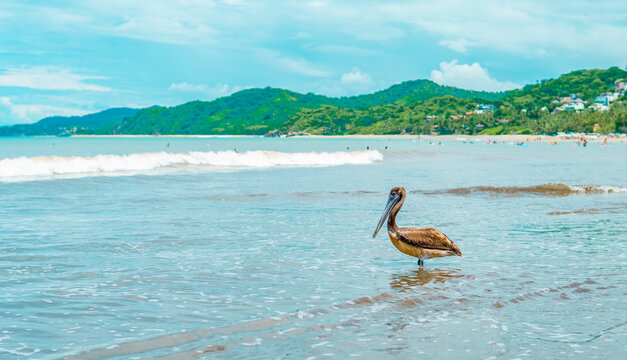 Panoramic view of a pelican on the beach in Sayulita, Nayarit, Mexico
