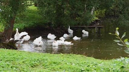  A group of white domestic geese swim in summer in the water with a wooden bridge in the background