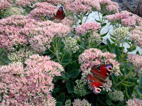 flowers and butterfly