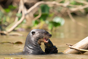 The giant otter or giant river otter (Pteronura brasiliensis)